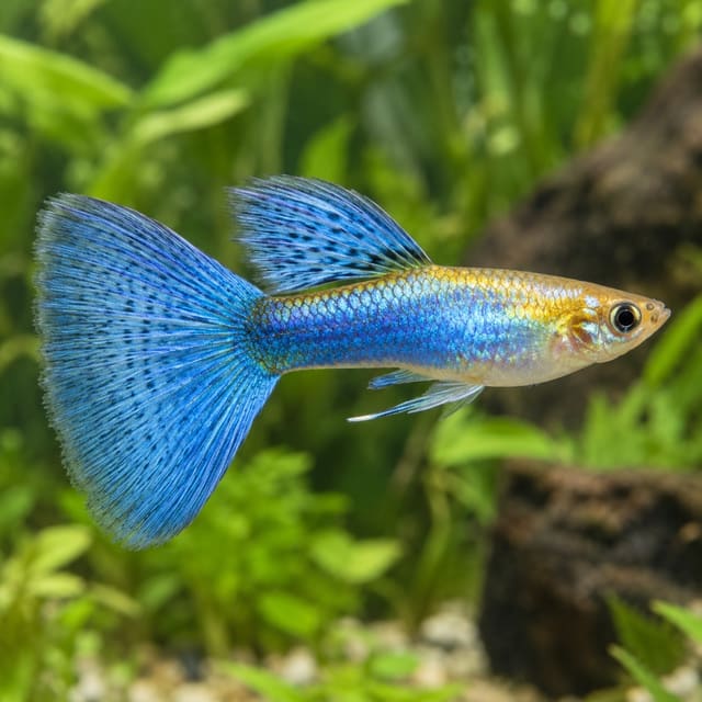 Poecilia ret.male golden neon blue