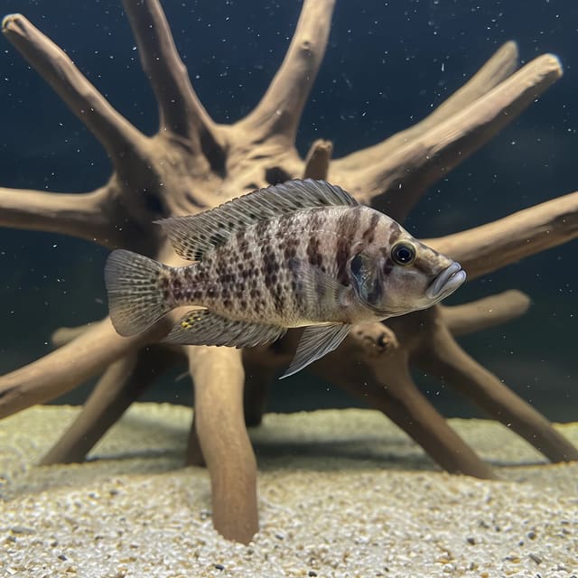 Calvus / Compressiceps (Altolamprologus compressiceps)