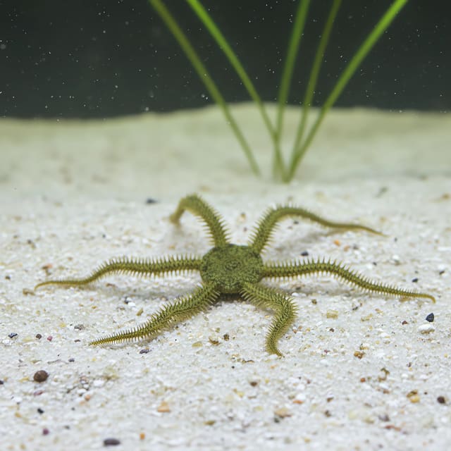 Large green brittle star Ophiarachna incrassata with long vivid green arms on live rock in a marine aquarium