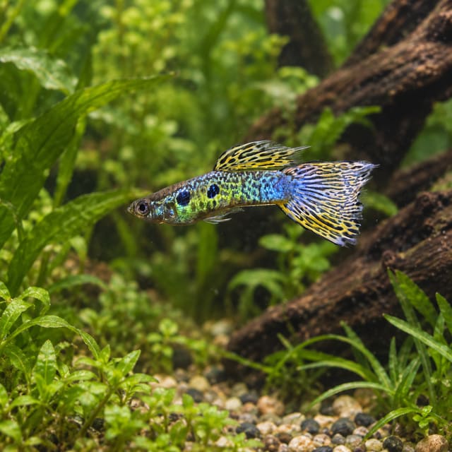 Green Cobra guppy (Poecilia reticulata) male with snakeskin markings, two dark flank spots and a black-laced yellow tail