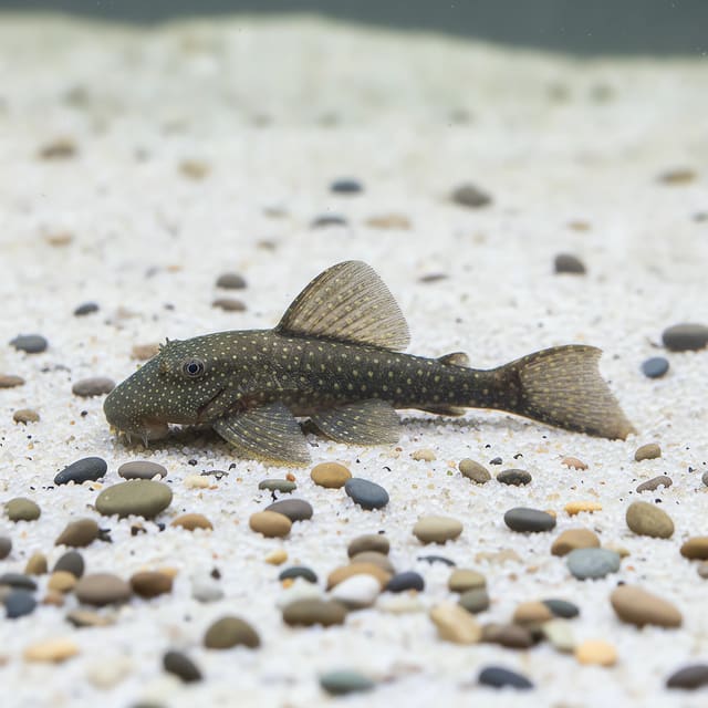 Green Dragon Bristlenose Pleco Ancistrus sp. on aquarium driftwood