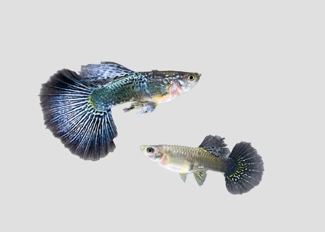 Two Green Dragon Guppies with dark fan tails and metallic blue-green markings on pale grey