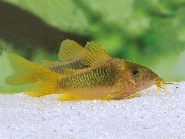 Green Gold Cory (Corydoras melanotaenia) - peaceful Colombian cory catfish
