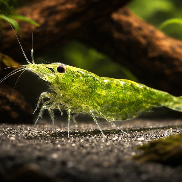 Neocaridina davidi green jade natural aquarium image