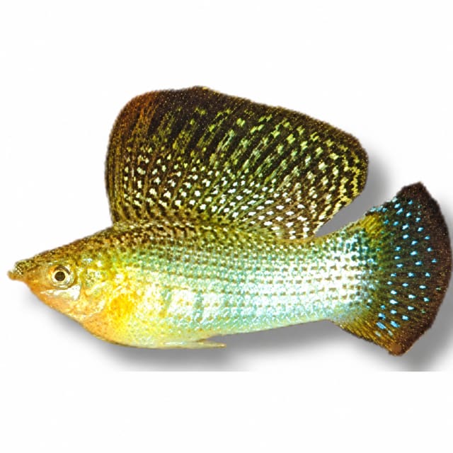 Male green sailfin molly (Poecilia velifera) with a tall spotted sail-like dorsal fin, olive-green body with pale iridescent