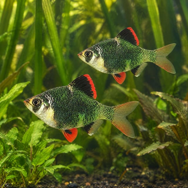 Green Tiger Barb with red fins beside driftwood, shown in left-facing profile with a moss-green banded body