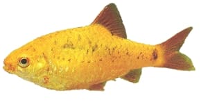 Half-Banded Barb (Barbodes semifasciolatus) in side view, golden body with faint dark marks and red-orange fins