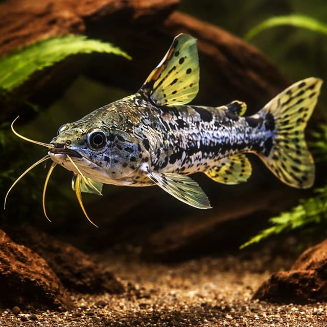 Hancock's Talking Catfish (Amblydoras hancockii) in a shaded aquarium
