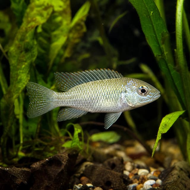 Haplochromis aeneocolor Lake Victoria cichlid 3-4 cm juvenile freshwater fish