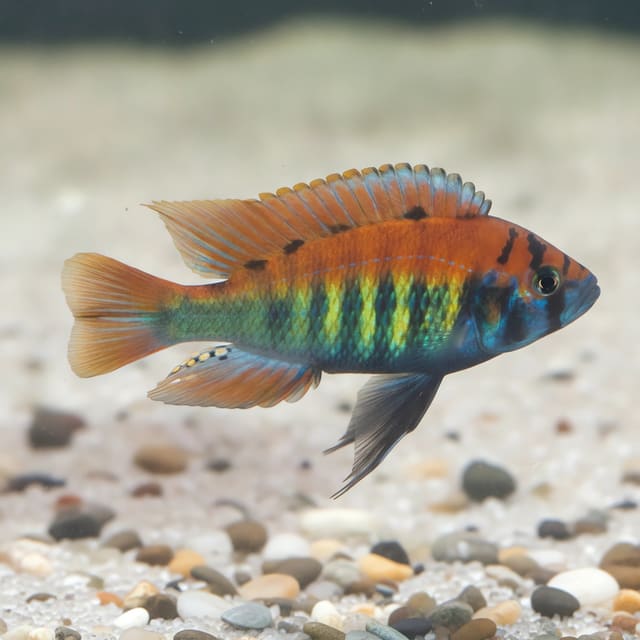 Haplochromis Nyererei Python Island in a planted aquarium — representative image