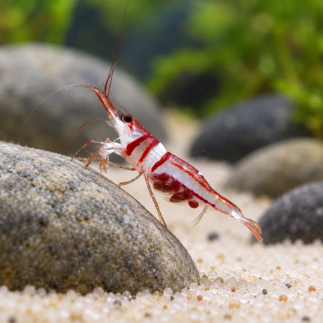 Harlequin Sponge Shrimp (Caridina spongicola), translucent white with red bands, carrying eggs, on a stone over pale sand