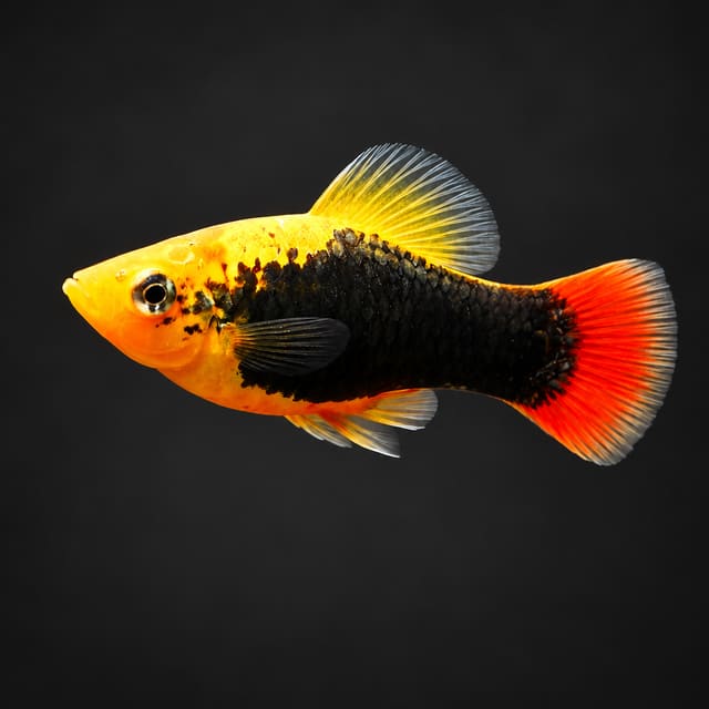 Hawaii Variatus Platy with a golden-yellow head, black body patch, red tail and yellow dorsal fin on a dark background