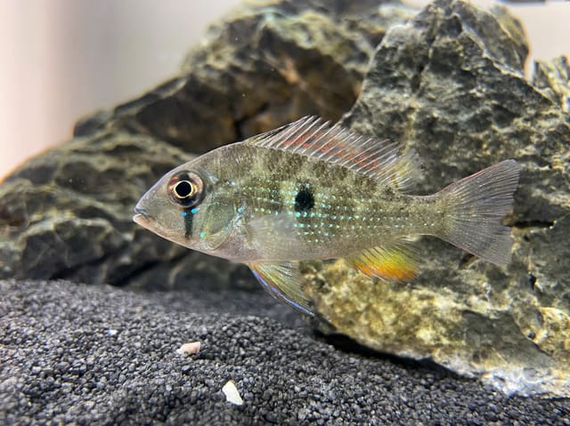 Threadfin acara with a dark side spot, dark eye bar and blue-green spangles beside grey rock on dark gravel
