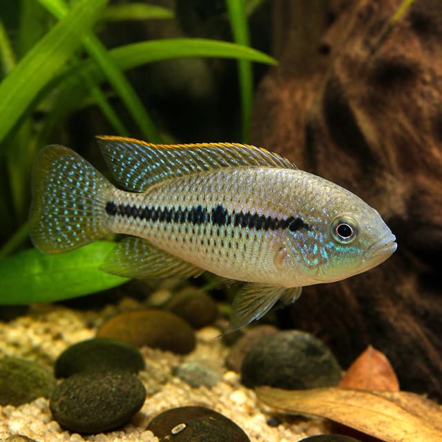 Turkana Jewel Cichlid (Hemichromis exsul)