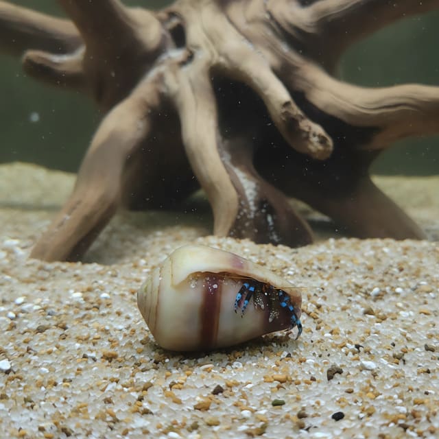 Colourful Hermit Crab Calcinus elegans on live rock in a marine aquarium