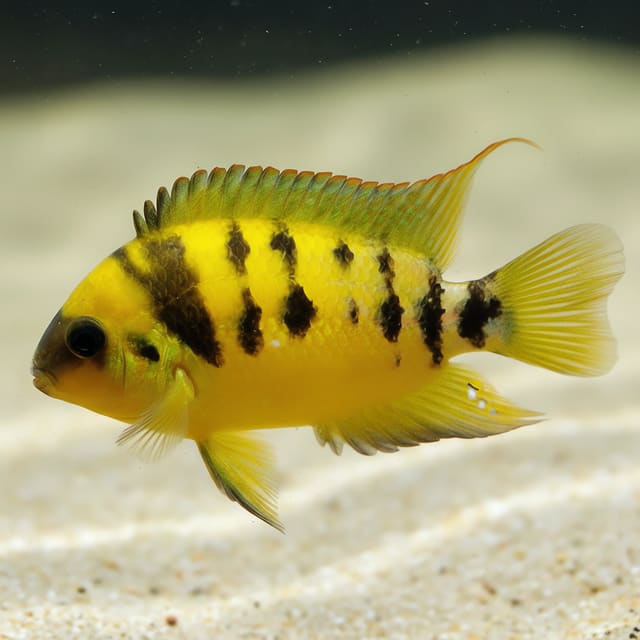 Yellow Dwarf Cichlid (Amatitlania nanolutea) - bright yellow Central American cichlid