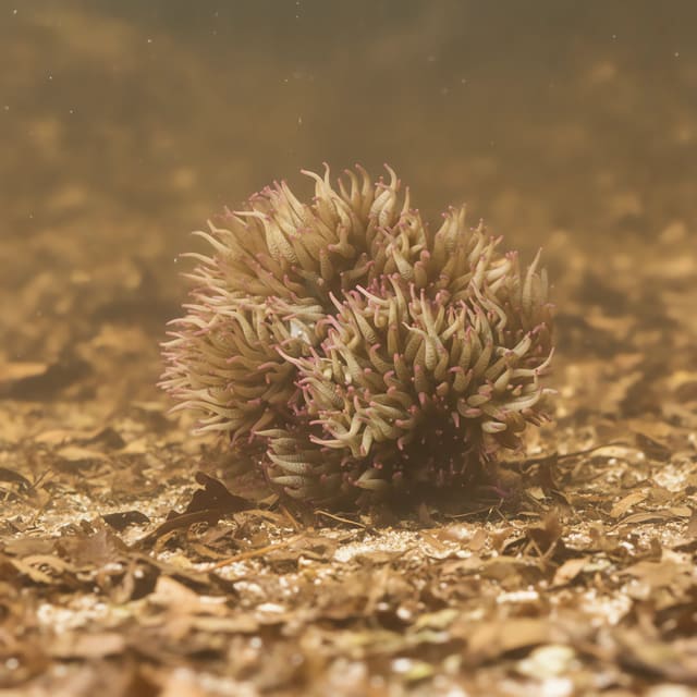 Yellow Heteractis malu marine anemone, approximately 20 cm, for mature saltwater reef aquariums