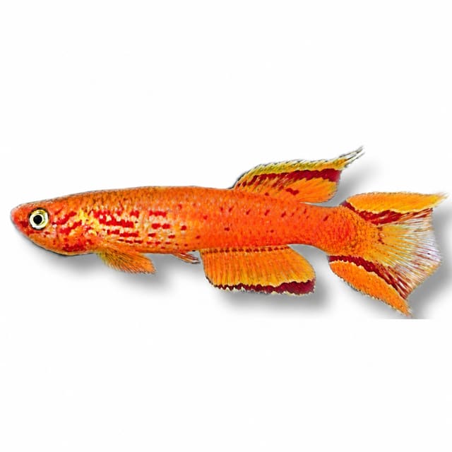 Hjersseni Lyretail Killifish (Aphyosemion australe)