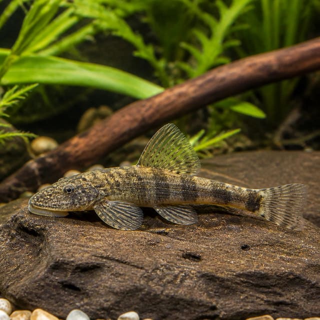 Homaloptera ogilviei Ogilvie’s Hillstream Loach 4–5 cm resting on rock in a high-flow aquarium
