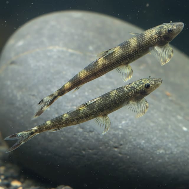 Hillstream Loach (Homaloptera sp.)