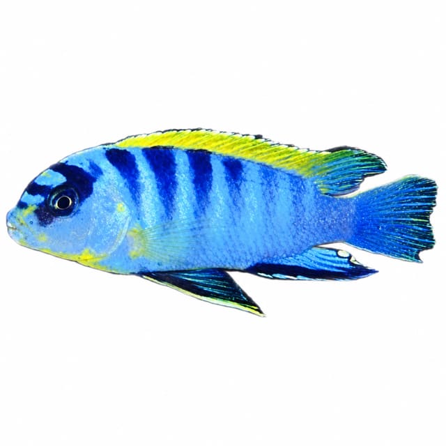 Hongi cichlid (Labidochromis sp. 'Hongi') with a bright blue body, broad dark vertical bars and a yellow-green dorsal fin