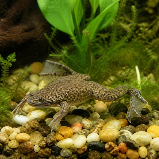 African dwarf frog Hymenochirus curtipes 2-3 cm in a planted aquarium
