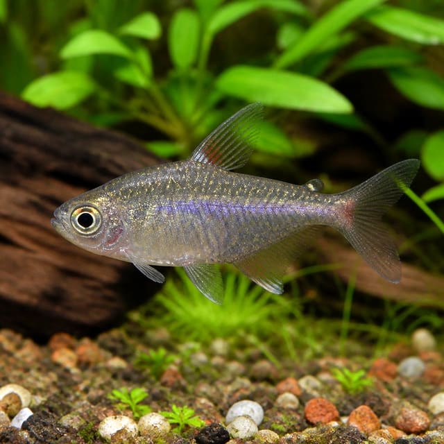 Hyphessobrycon sp. peru Peru tetra freshwater shoaling fish 3 to 3.5 cm
