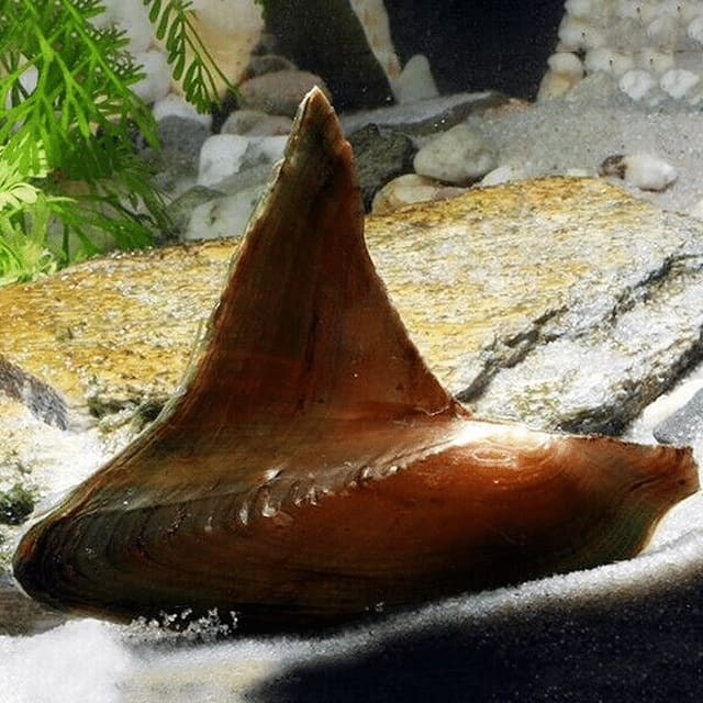 Batman Clam / Shark Fin Mussel (Hyriopsis bialata) source photo