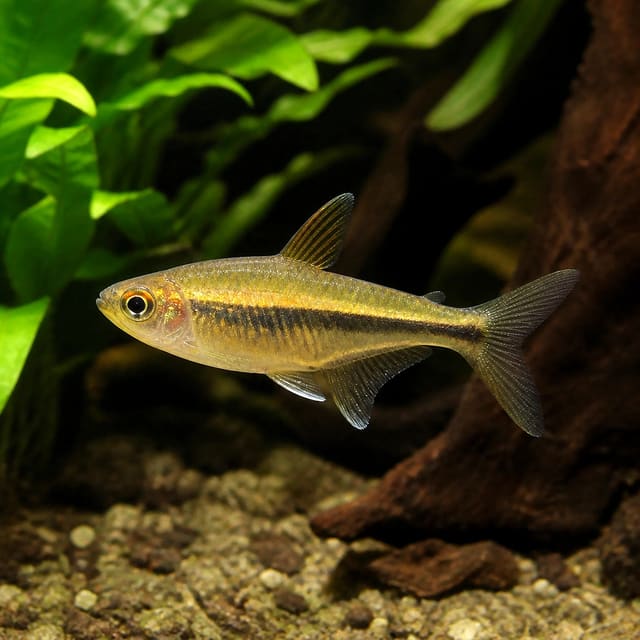 Golden Emperor Tetra Inpaichthys kerri Gold 2.5-3 cm showing a shimmering golden body and elegant fins