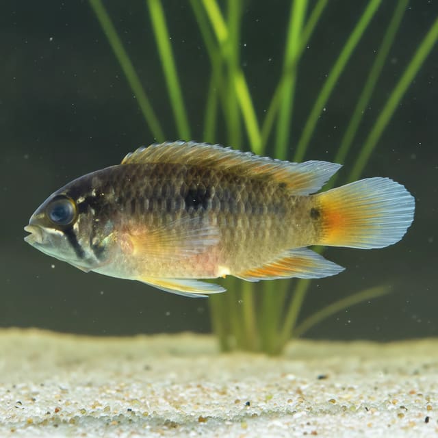 Ivanacara bimaculata dwarf cichlid 2.5-3 cm KG16