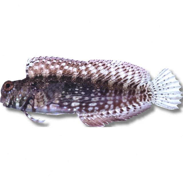 Jewelled Blenny (Salarias fasciatus)