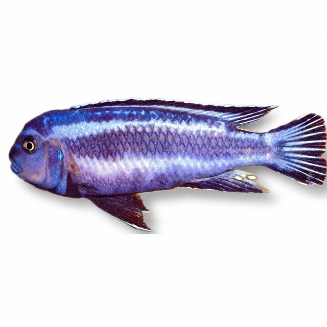 Johanni Mbuna (Pseudotropheus johannii)