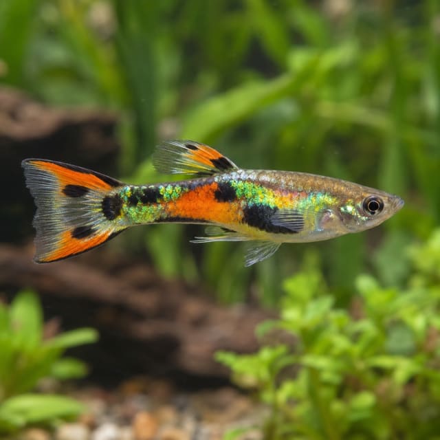 Poecilia endler jumbo male
