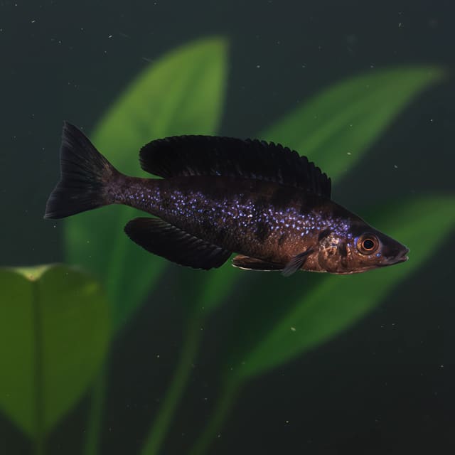 Herring Cichlid (Cyprichromis microlepidotus)