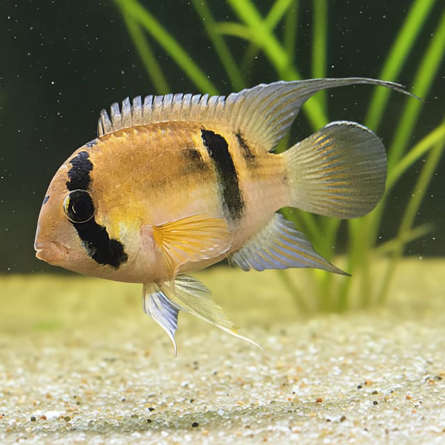 Keyhole Cichlid Cleithracara maronii in a planted South American aquarium