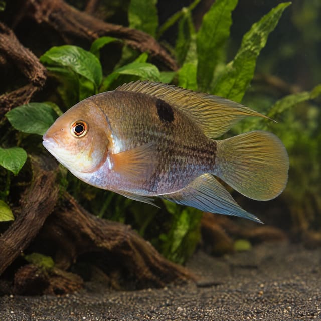 Tan cichlid with bold black bars and long trailing fins above pale sand