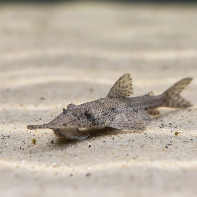 Knobnose Whiptail Catfish (Hemiodontichthys acipenserinus) on soft sand