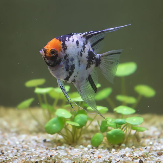 Koi diamond angelfish (Pterophyllum scalare koi diamond) in a planted aquarium — representative image