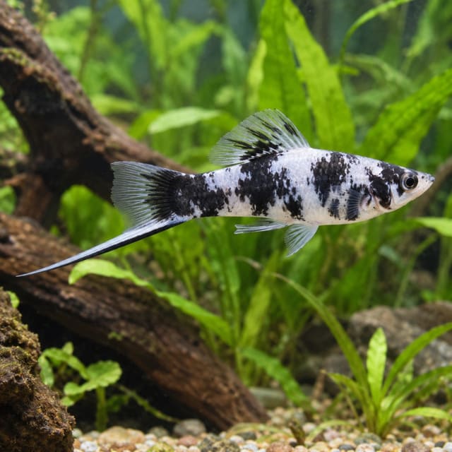 Xiphophorus helleri koi shiro utsuri