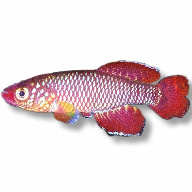 Korthaus Notobranch Red