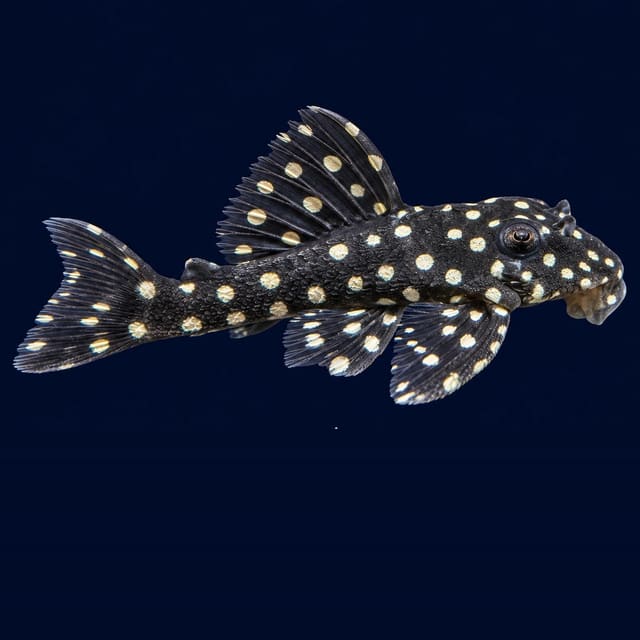 L201 Hypancistrus inspector