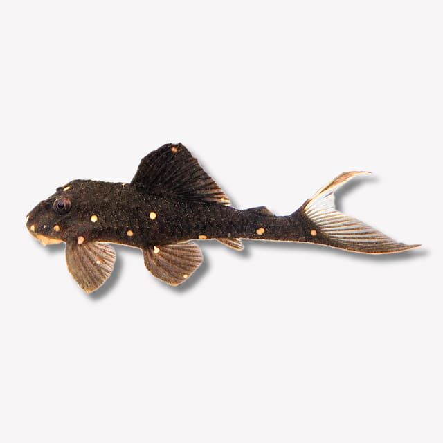 L204 Flash Pleco (Panaqolus albivermis)