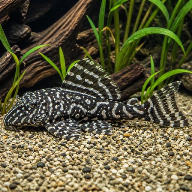 L236 RB Line Hypancistrus pleco with cracked zebra pattern in a rocky aquarium