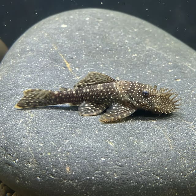 Illustrative spotted bristlenose catfish; not an exact L393 identification image