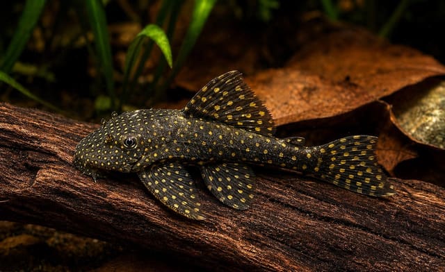 L59 Ancistrus Yellow Spot pleco with dark body and yellow spots on driftwood - reference image