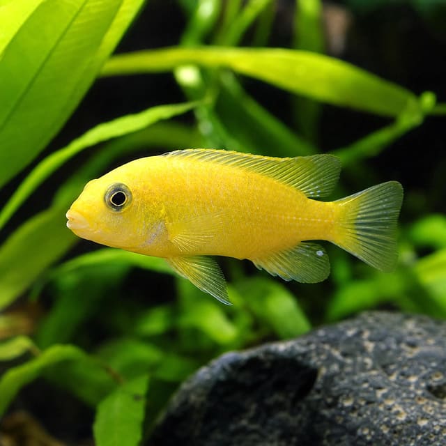 Labidochromis chisumulae Mbweca Malawi cichlid 3-4 cm with yellow body and dark markings