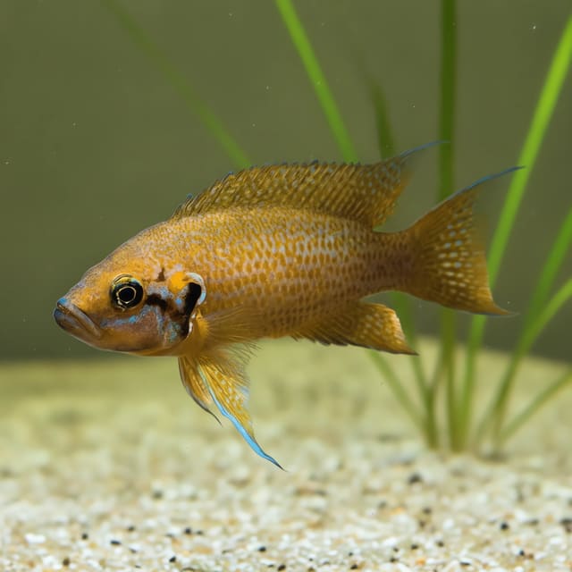 Labidochromis Sunflower Red Cichlid (Labidochromis sunflower red) in a planted aquarium — representative image