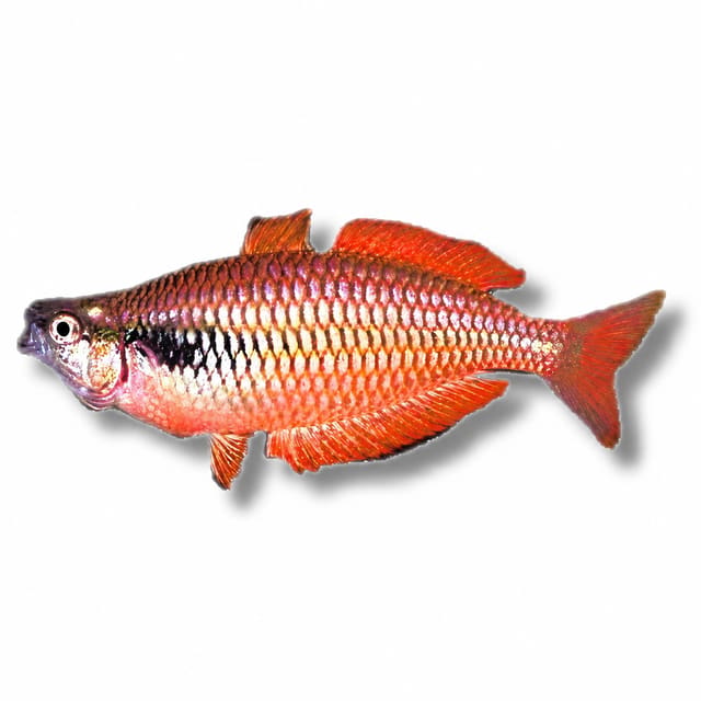 Lake Kurumoi Rainbowfish (Melanotaenia parva)