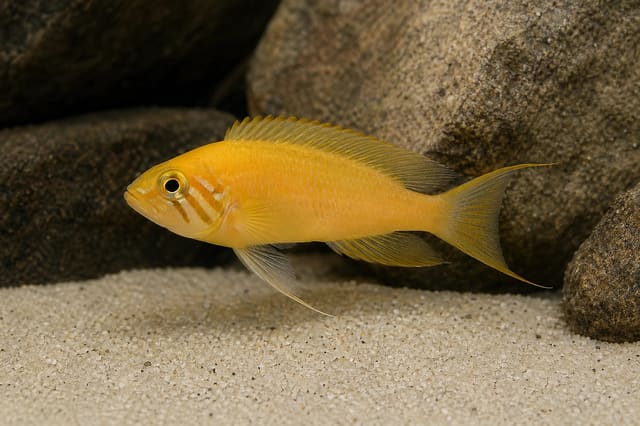 Lamprologus heliantus Tanganyikan cichlid 3.5-4 cm in aquarium