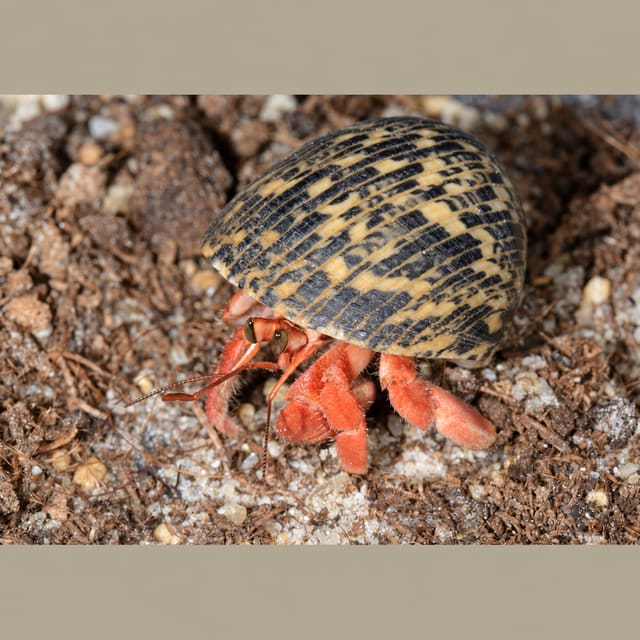 Land Hermit Crab (Coenobita sp.)